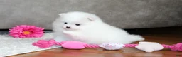 Pomeranian dogs for sale: Emmy - Ad 2