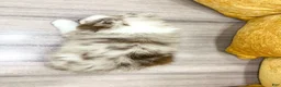 Australian Shepherd dogs for sale: Myles - Ad 5