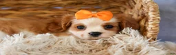 Cavalier King Charles Spaniel dogs for sale:  Nova🎀 - Ad 11