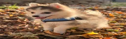 Pomsky dogs for sale: Drake - Ad 6
