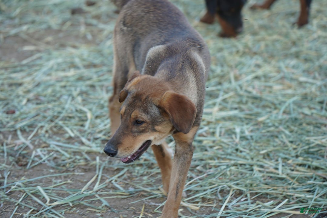 Mixed Breed dogs for sale: Dragon Tiscar Farm Dog - Ad 10