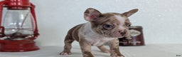 Frenchton dogs for sale: Logan - Ad 10