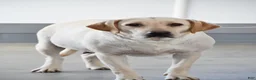 Labrador Retriever dogs for sale: Tammy - Ad 7