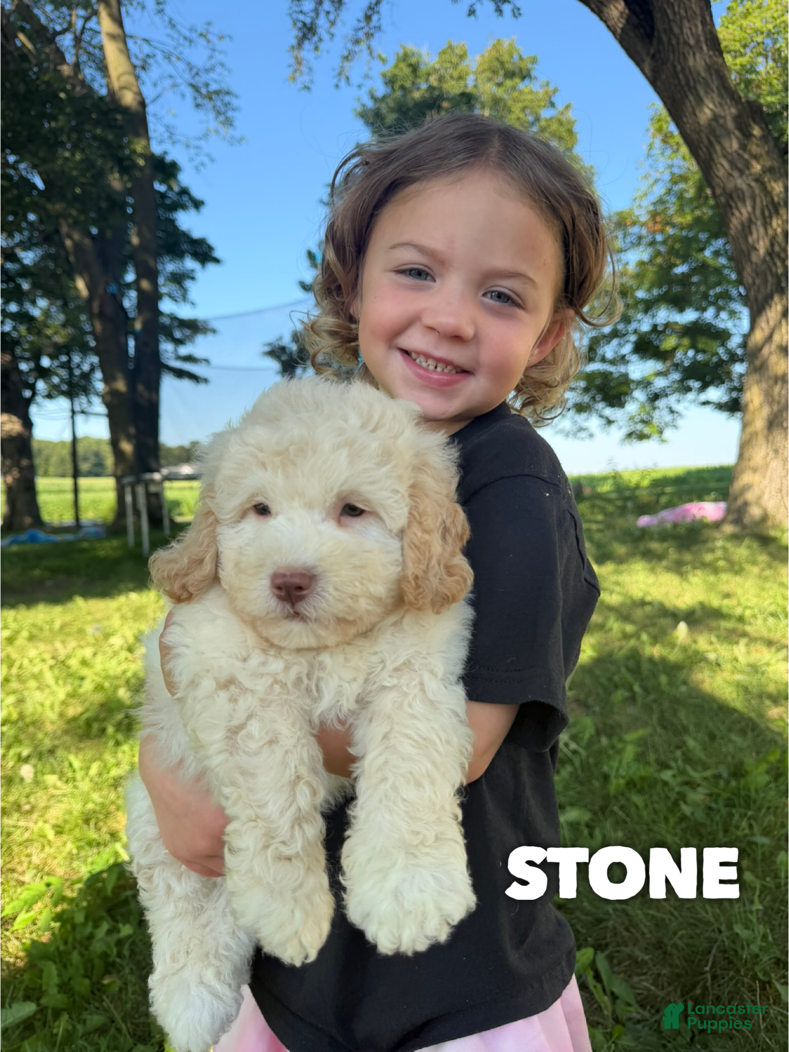 Mini Aussiedoodle dogs Stone - Micro Mini F1b - Ad 31