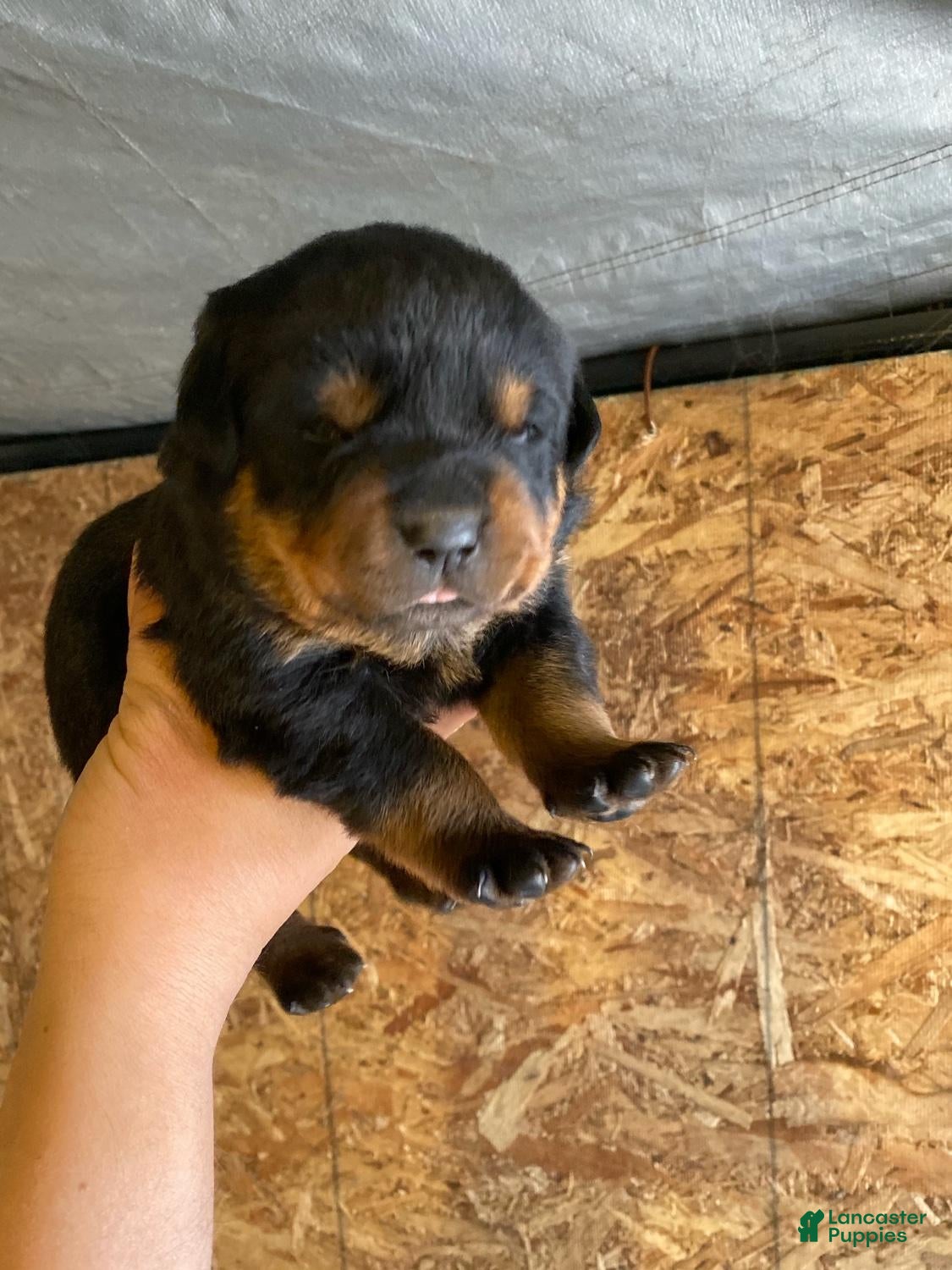 Rottweiler dogs for sale: Beautiful Purebred Rottweiler Puppies - $1,000 - Ad 23
