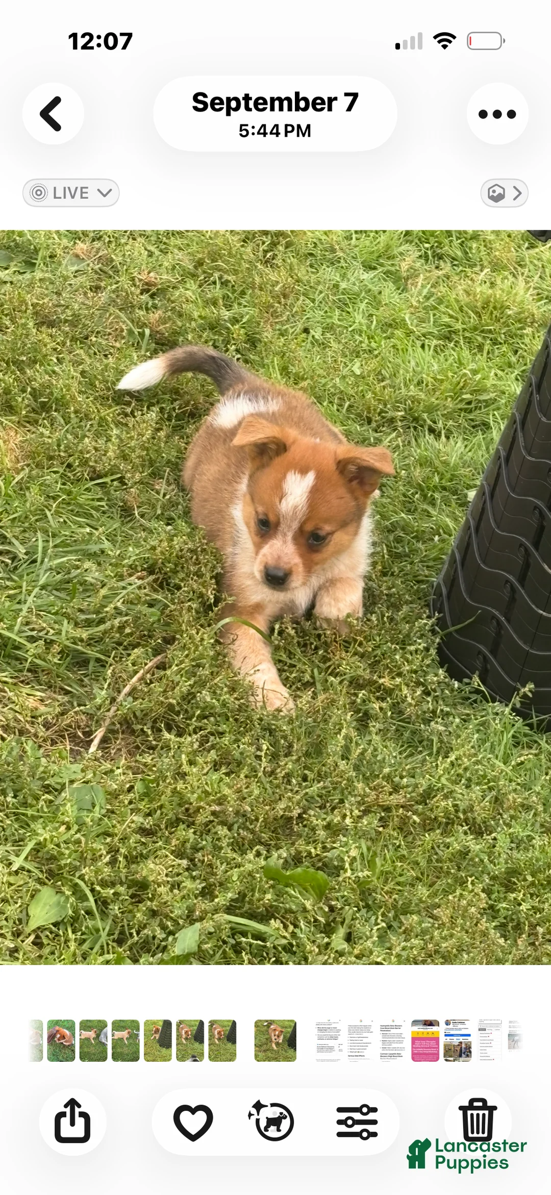Australian Cattle Dog dogs for sale: Maverick - Ad 2