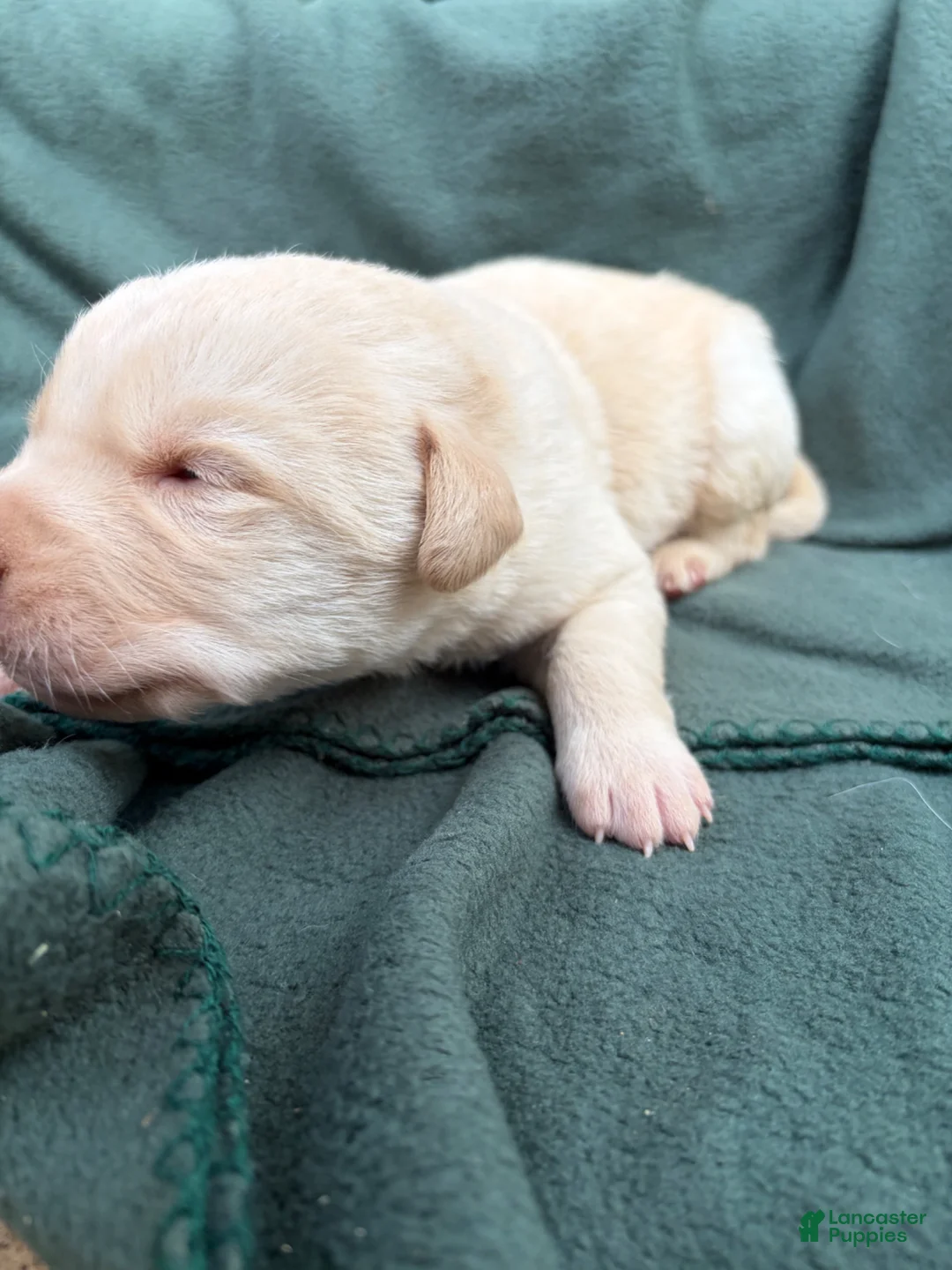 Labrador Retriever dogs for sale: Georgie - Ad 2