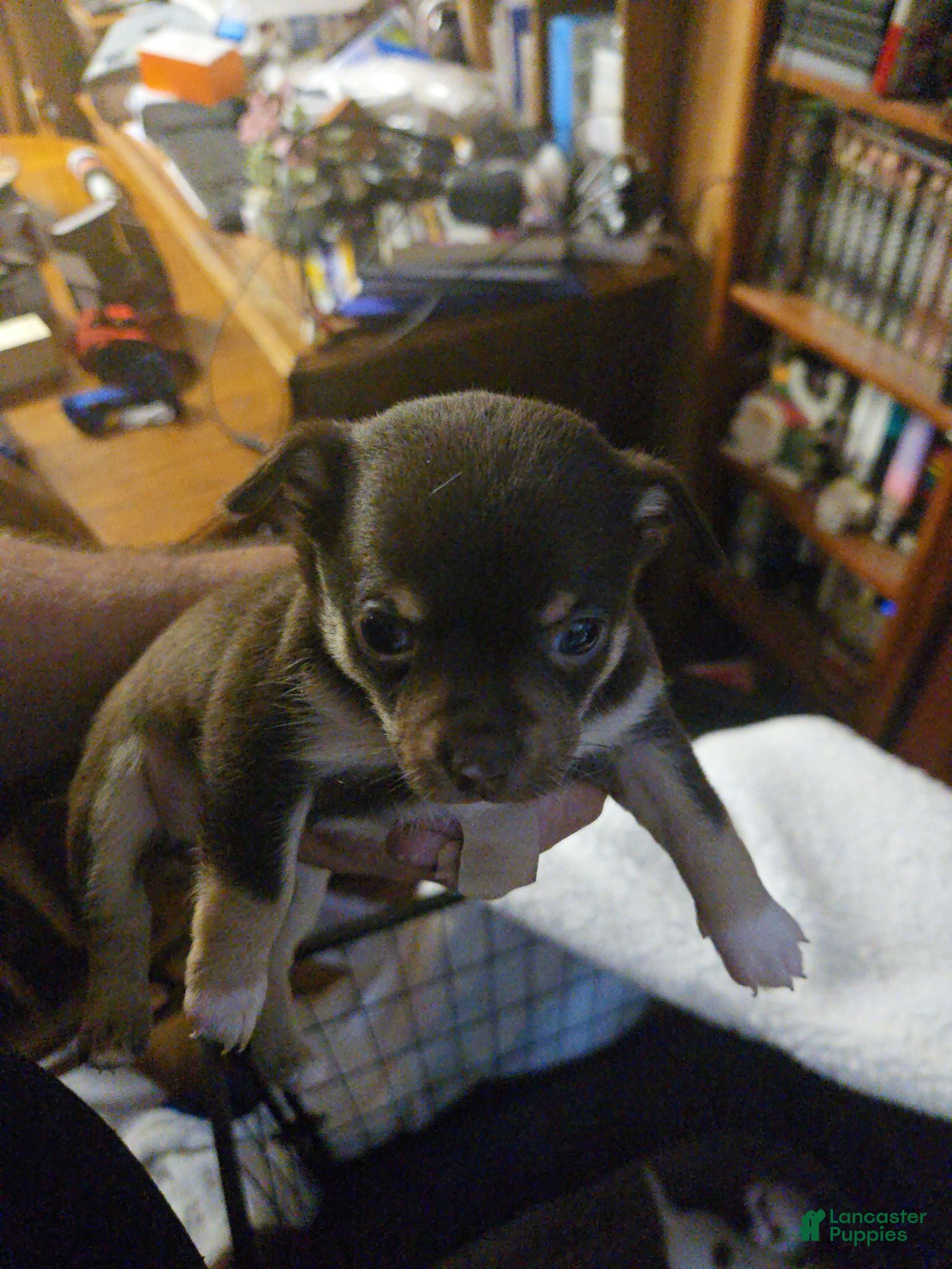 Chihuahua dogs Chihuahua 2 - Ad 17