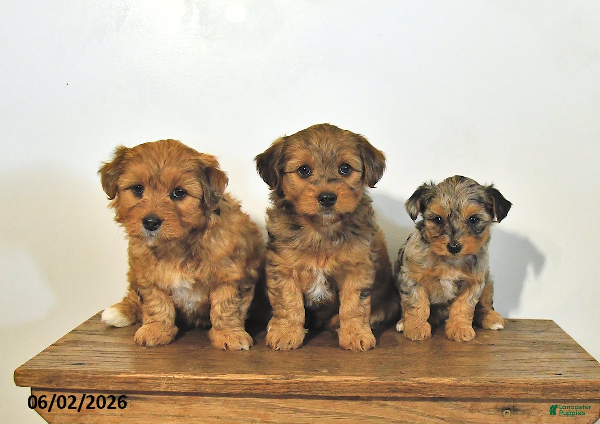 Mixed Breed dogs for sale: Lacey       EXTRA SMALL - Ad 5