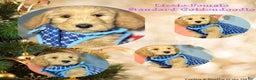 Goldendoodle dogs for sale: Lily - Ad 8