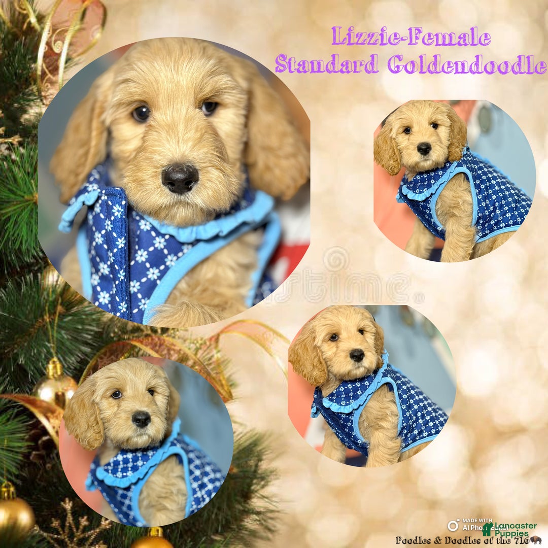 Goldendoodle dogs for sale: Lily - Ad 8