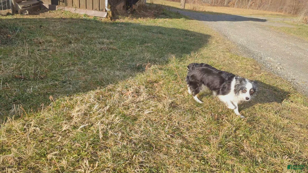 Australian Shepherd dogs for sale: NESSIE - Ad 12