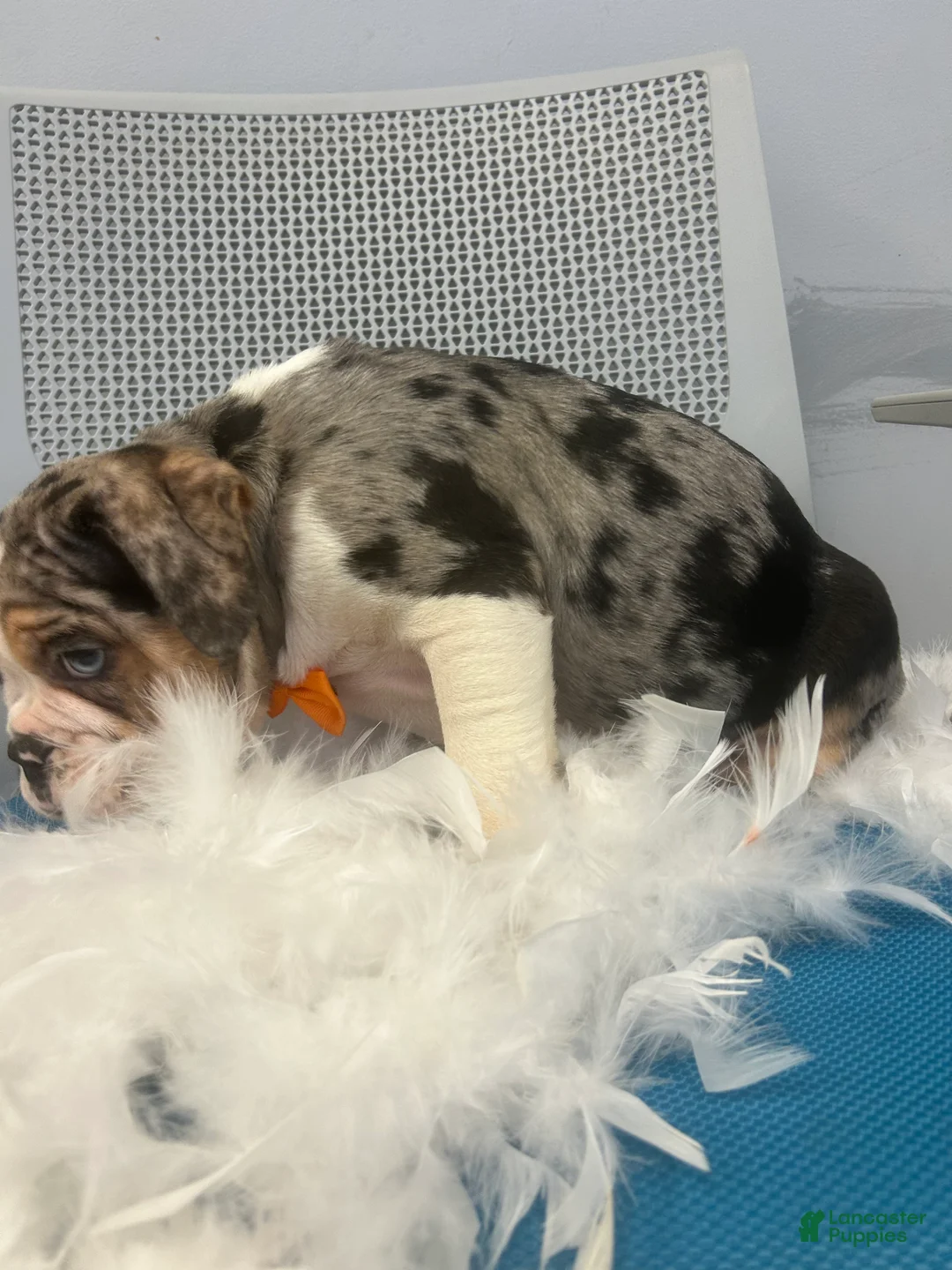 Mixed Breed dogs for sale: Mixed Breed Puppy 1 - Ad 4