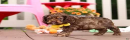 Cocker Spaniel dogs for sale: Milo - Ad 2