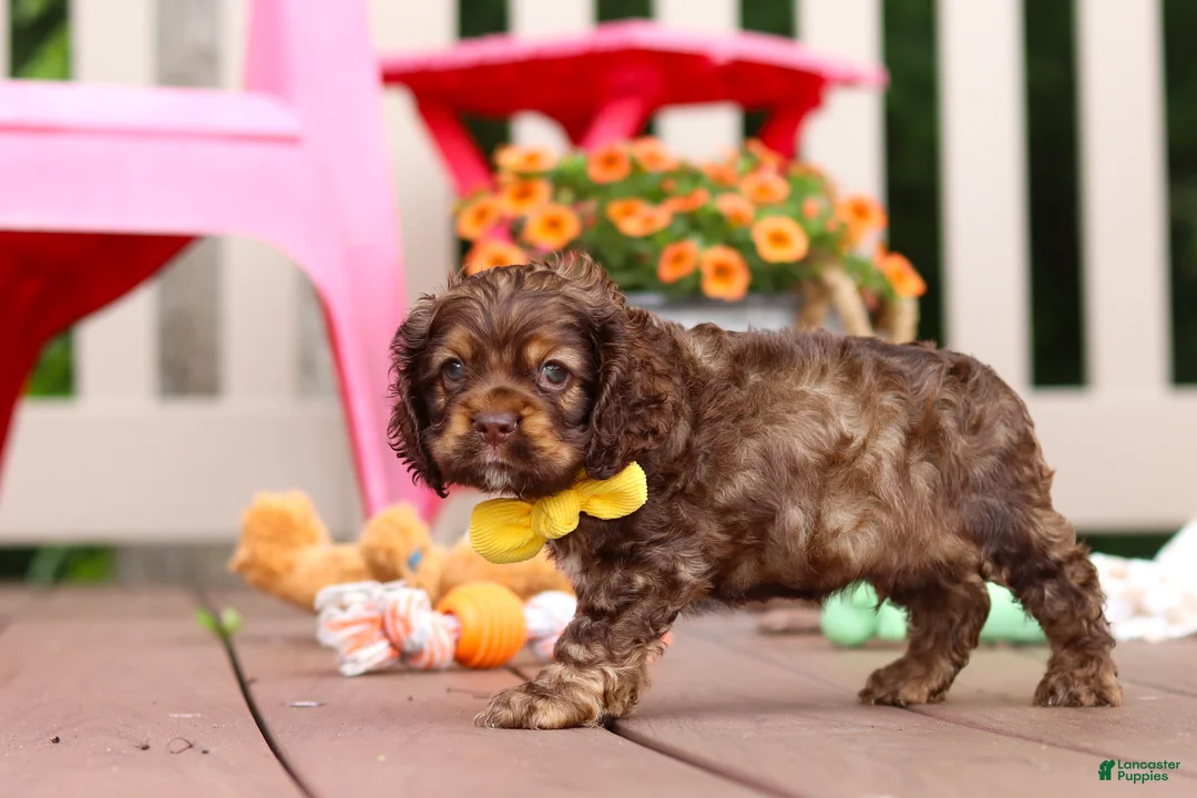 Cocker Spaniel dogs for sale: Milo - Ad 2