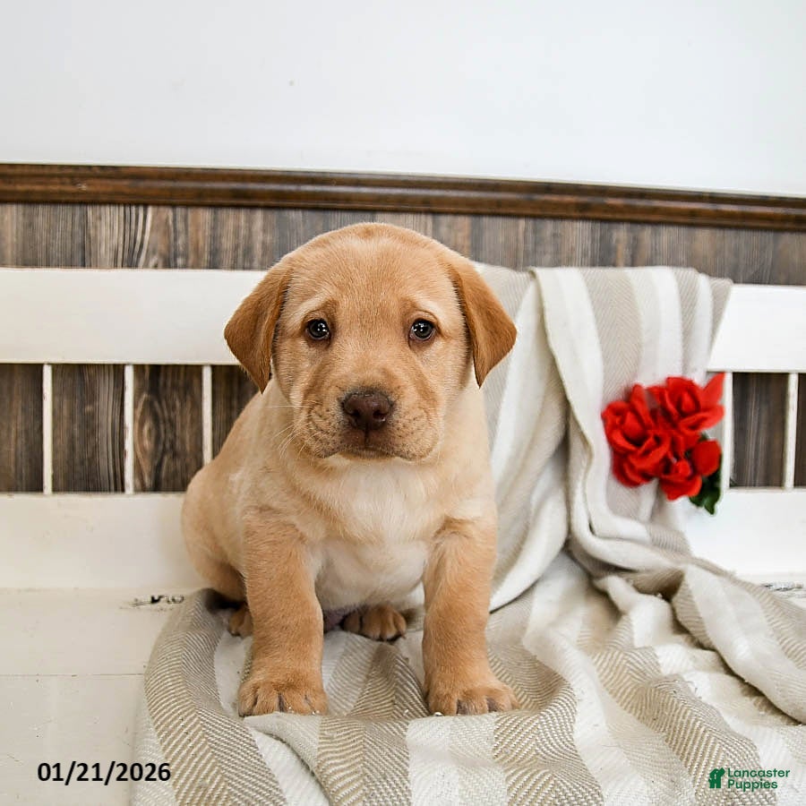 Labrador Retriever dogs Cheddar - Ad 1