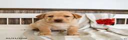 Labrador Retriever dogs for sale: Cheddar - Ad 1