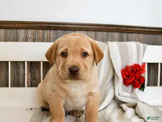 Labrador Retriever dogs Cheddar - Ad 7
