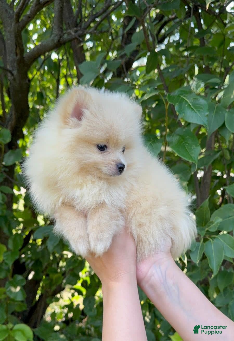 Pomeranian Puppies Japanese Spitz Pomeranian Mix For Sale