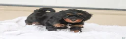 Mini Goldendoodle dogs for sale: Pumpkin - Ad 12