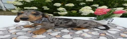 Miniature Dachshund dogs for sale: Miniature Dachshund 2 Diamond - Ad 3