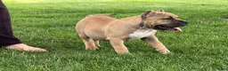 American Bully dogs for sale: Flora - Ad 6