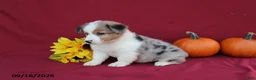 Mixed Breed dogs for sale: Ace - Ad 3