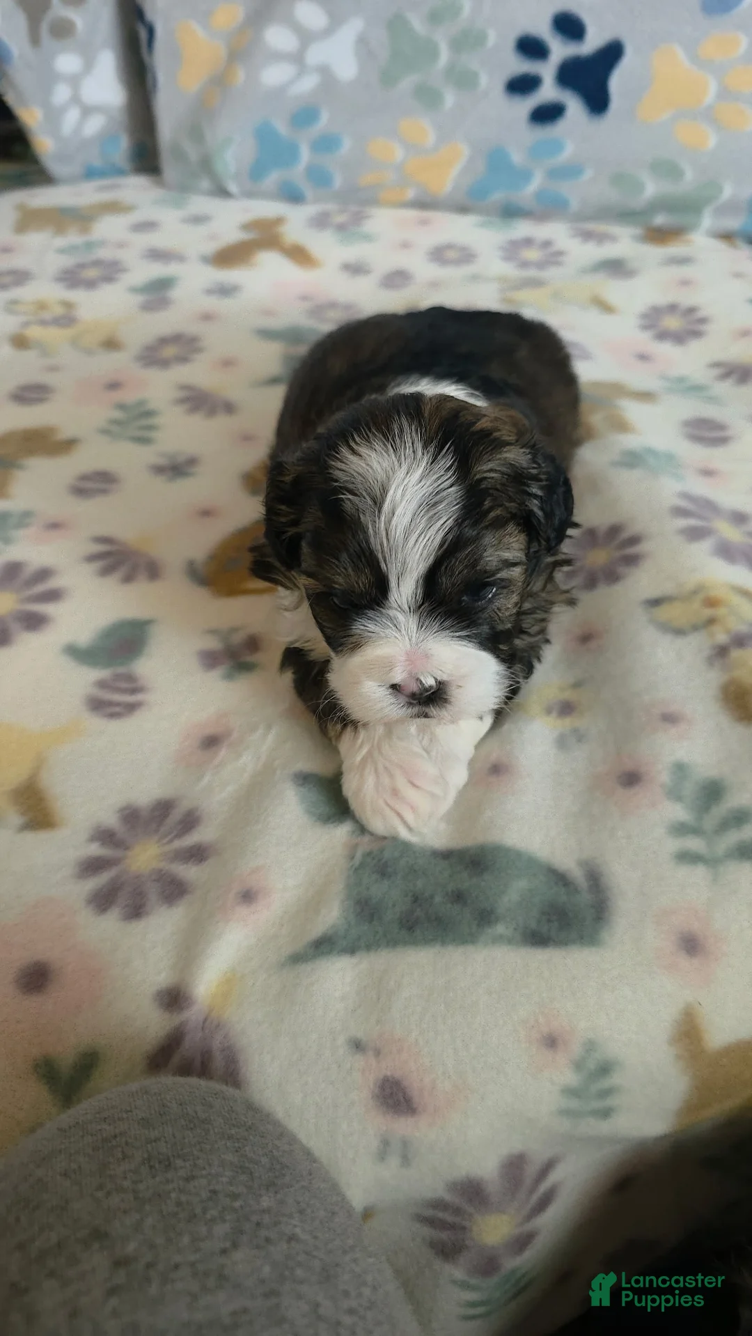Shihpoo dogs for sale: Shihpoo Puppy 3 - Ad 2