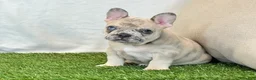 French Bulldog dogs for sale: Duke - Ad 14