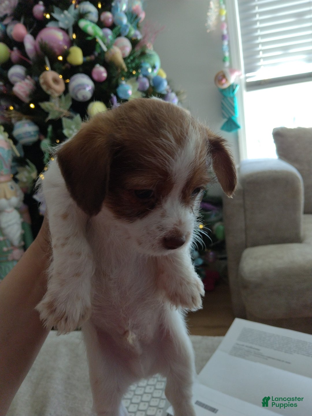 Shihpoo dogs for sale: Shihpoo Puppy 1 - Ad 2