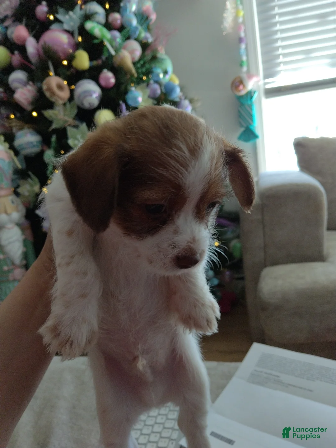 Shihpoo dogs for sale: Shihpoo Puppy 1 - Ad 2