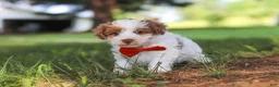 Yorkiepoo dogs for sale: Oreo - Ad 4