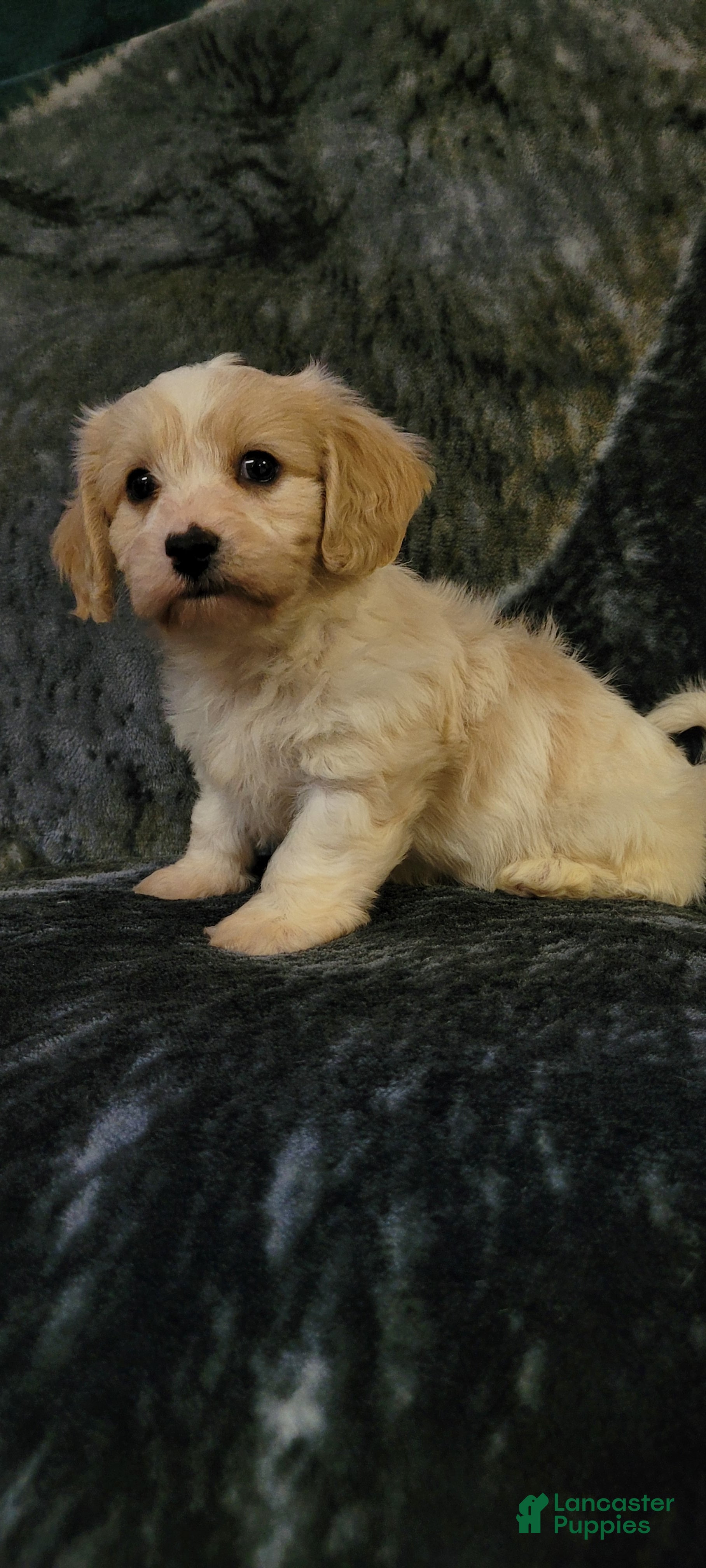 Cavachon dogs Cooper  - Ad 2