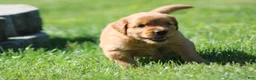 Golden Retriever dogs for sale: Finn - Ad 8