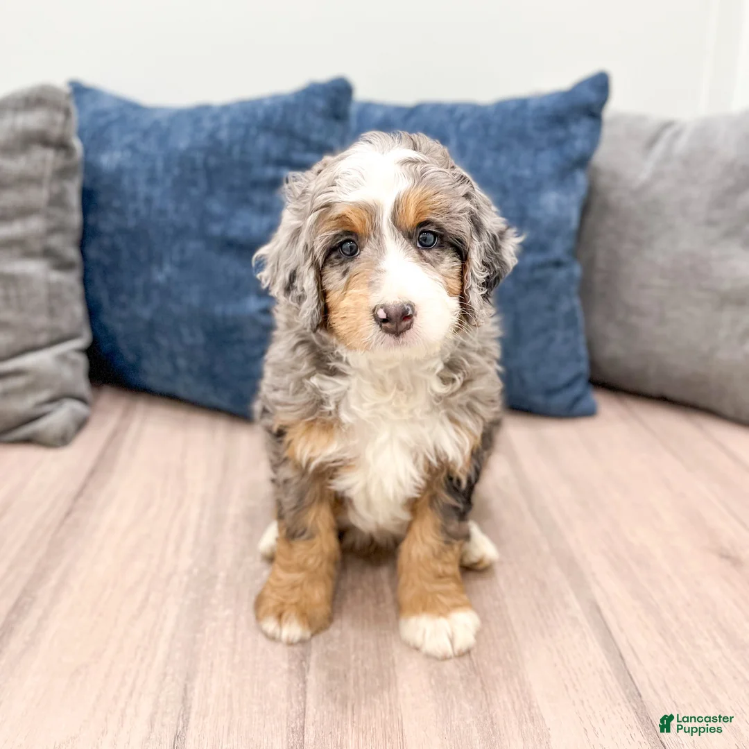 Mini Bernedoodle dogs for sale: Finley - Ad 1