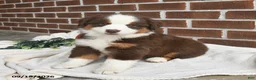 Miniature Australian Shepherd dogs for sale: Hickory - Ad 3