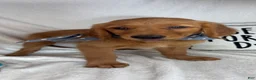 Golden Retriever dogs for sale: Grover - Ad 4