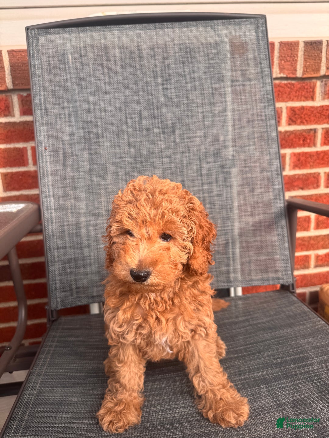 Toy Poodle dogs for sale: Ramses - Ad 3
