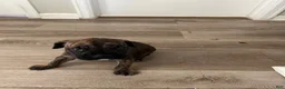 Cane Corso dogs for sale: Cane Corso 5 - Ad 9