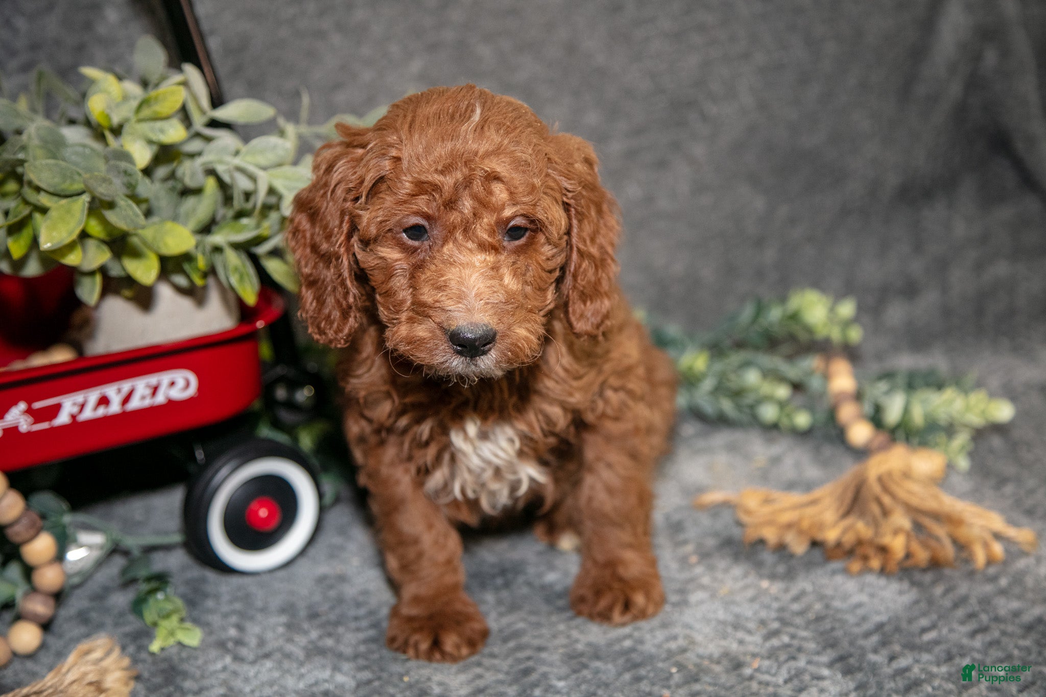 Miniature Poodle dogs Banjo - Ad 2
