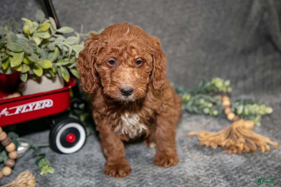 Miniature Poodle dogs for sale: Banjo - Ad 2