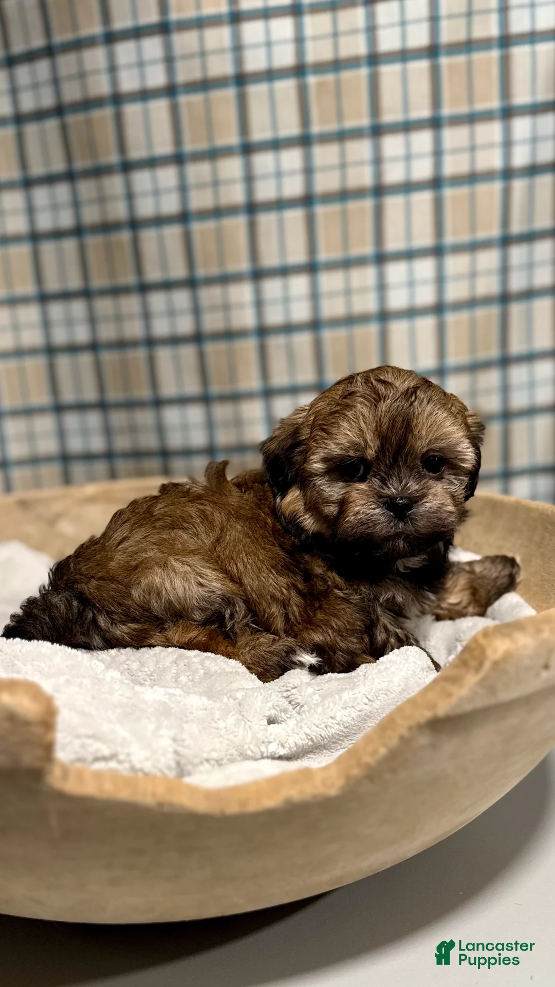 Teddy Bear dogs for sale: LYNDON - Ad 3