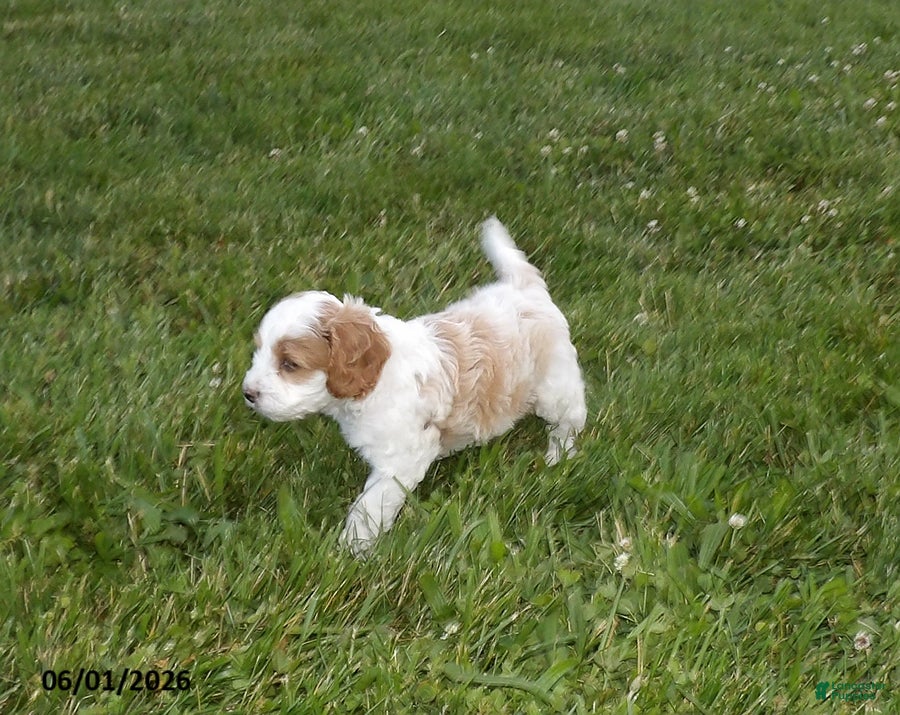Cockapoo dogs Preston - Ad 2