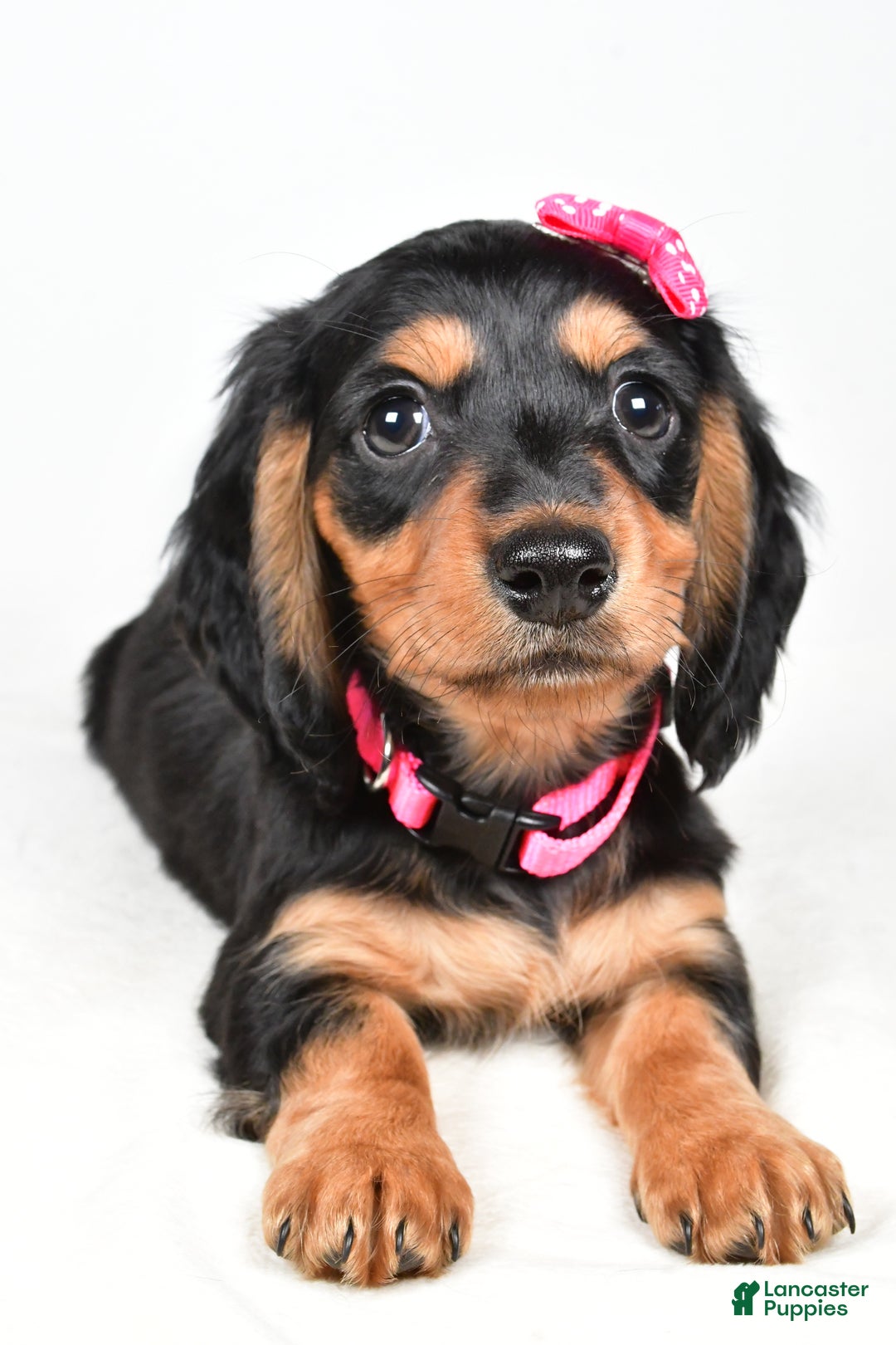 Miniature Dachshund dogs for sale: Kandra - Ad 8