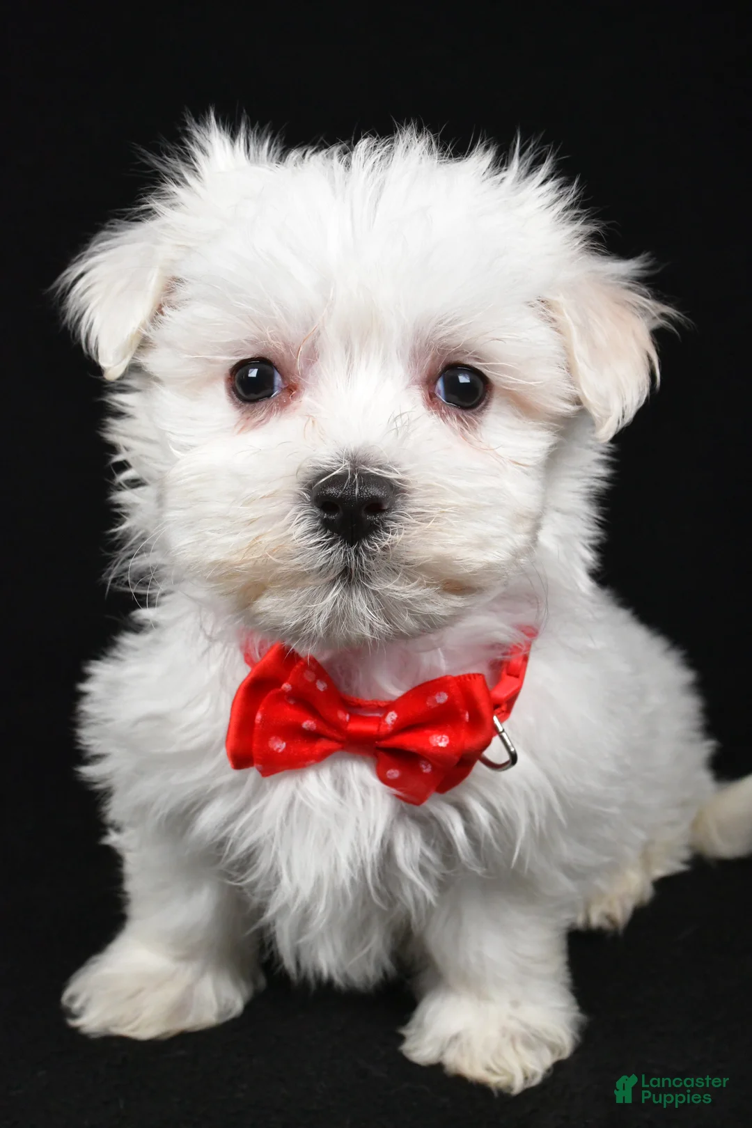 Maltese dogs for sale: Minston - Ad 7