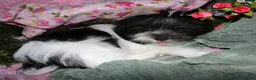 Shihpoo dogs for sale: Weston - Ad 5
