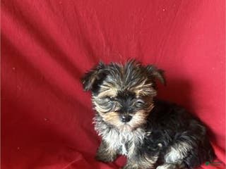 Morkie dogs Morkie Puppy 2 - Ad 19