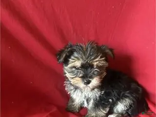 Morkie dogs Morkie Puppy 2 - Ad 7
