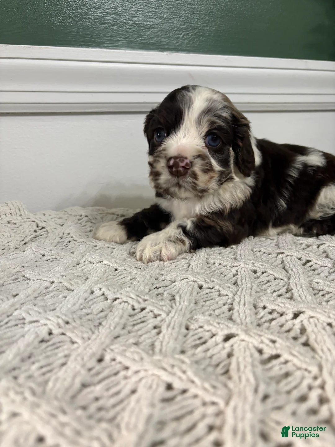 Cocker Spaniel dogs for sale: Cowboy - Ad 2
