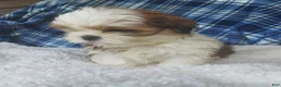 Shih Tzu dogs for sale: Harry - Ad 10